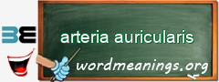 WordMeaning blackboard for arteria auricularis